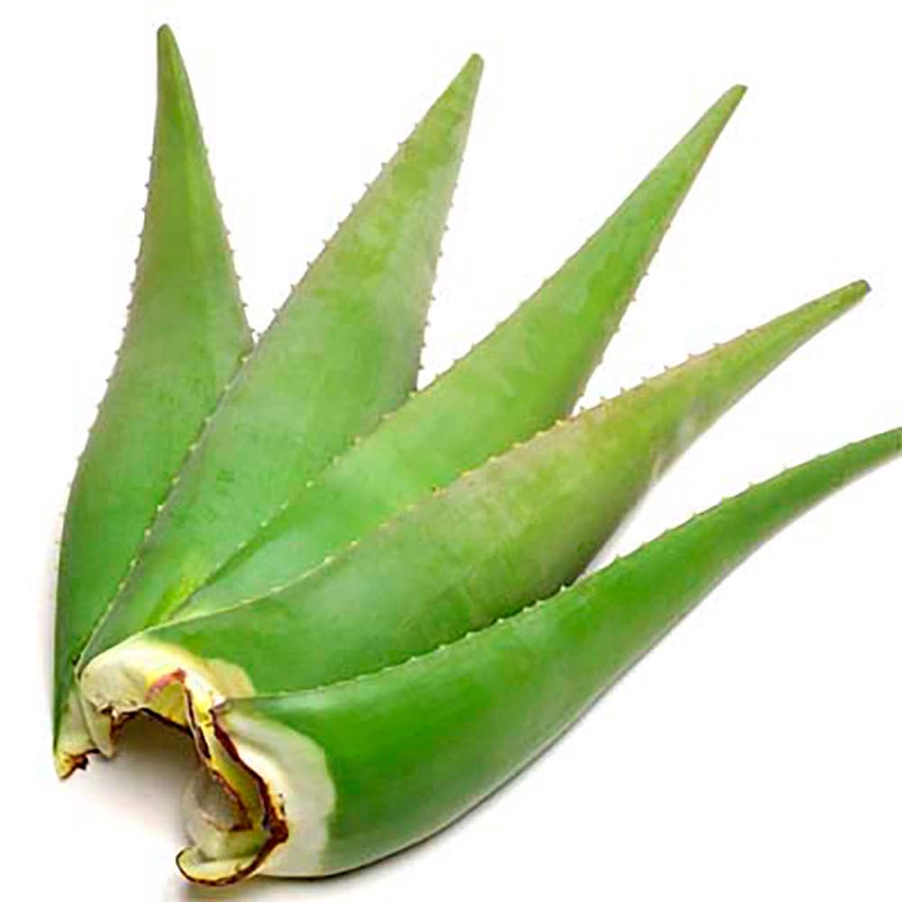 Fresh aloe vera leaves