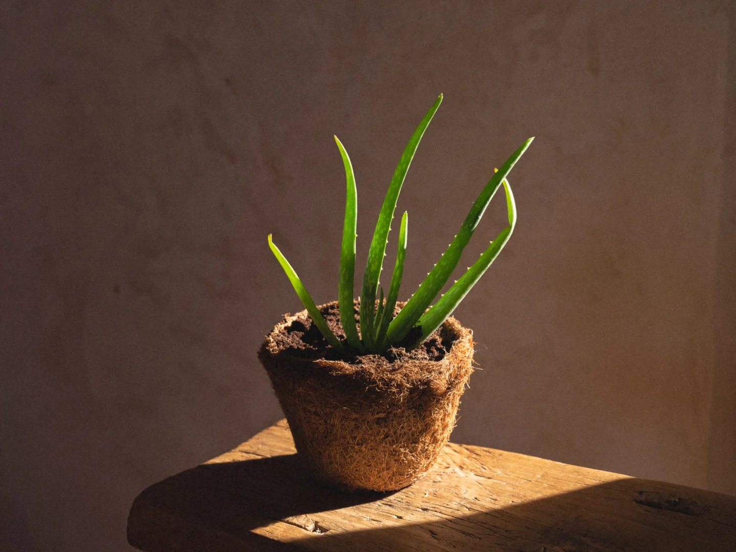 Organic plant in natural light